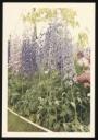 Marie-Louise Von Motesiczky, ‘Photograph of pink and purple delphiniums in the garden at Chesterford Gardens, Hampstead’ June 1967 