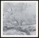 Marie-Louise Von Motesiczky, ‘Photograph of a snow covered garden, Chesterford Gardens, Hampstead’ [c.1960]–1996