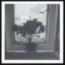 Marie-Louise Von Motesiczky, ‘Photograph of a flower on a window ledge in Chesterford Gardens, Hampstead’ [c.1960]–1996