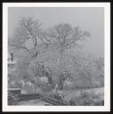 Marie-Louise Von Motesiczky, ‘Photograph of a snow covered tree, Chesterford Gardens, Hampstead’ [c.1960]–1996