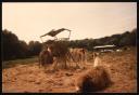 Marie-Louise Von Motesiczky, ‘Photograph of a group of llamas eating from a hay bale and one sitting down in an unidentified Mediterranean country’ March 1983