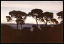 Marie-Louise Von Motesiczky, ‘Photograph of trees and the sea in an unidentified Mediterranean country’ March 1983