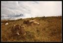 Marie-Louise Von Motesiczky, ‘Photograph of two cows lying down in a field with mountains in the distance, in Vorarlberg, Austria’ August 1983