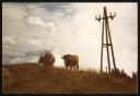 Marie-Louise Von Motesiczky, ‘Photograph of two cows standing in a field next to a telegraph pole in Vorarlberg, Austria’ August 1983