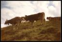 Marie-Louise Von Motesiczky, ‘Photograph of a group of cows in a field in Vorarlberg, Austria’ August 1983