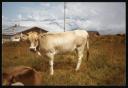 Marie-Louise Von Motesiczky, ‘Photograph of one cow standing and another sitting in a field in Vorarlberg, Austria’ August 1983