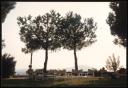 Marie-Louise Von Motesiczky, ‘Photograph of several chairs and three trees in Turkey’ [1986]