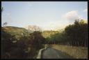 Marie-Louise Von Motesiczky, ‘Photograph of a road winding through trees in Majorca’ [1988]