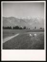 Marie-Louise Von Motesiczky, ‘Photograph of three sheep sitting in a field in the Austrian landscape and mountains’ [1980s]