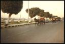 Marie-Louise Von Motesiczky, ‘Photograph of horses pulling carriages down a street in Cascais, Portugal’ [1994]  