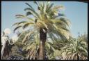 Marie-Louise Von Motesiczky, ‘Photograph of a palm tree in Cascais, Portugal’ [1994]  