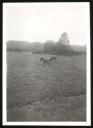 Unknown Photographer, ‘Photograph of two ponies in a field in the New Forest, Hampshire’ 1932