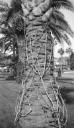 Paul Nash, ‘Black and white negative, palm tree trunks, Nice’ [c.1933–4]