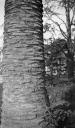 Paul Nash, ‘Black and white negative, a palm tree trunk, Nice’ [c.1933–4]