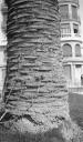 Paul Nash, ‘Black and white negative, a palm tree trunk, Nice’ [c.1933–4]