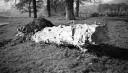 Paul Nash, ‘Black and white negative, fallen trees, Carswalls Farm’ [c.1938–43]