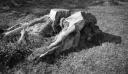 Paul Nash, ‘Black and white negative, a tree stump, Carswalls Farm’ [c.1938–43]