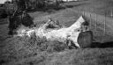 Paul Nash, ‘Black and white negative, a fallen tree, Carswalls Farm’ [c.1938–43]