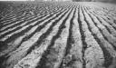 Paul Nash, ‘Black and white negative, a ploughed field’ [c.1937]