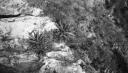 Paul Nash, ‘Black and white negative, cacti and rock plants’ [c.1933–4]