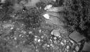 Paul Nash, ‘Black and white negative, rockgarden, stones and border plants, Eldon Road’ [c.1936–9]