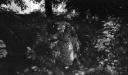 Paul Nash, ‘Black and white negative, the grotto, Eldon Road’ [c.1936–9]