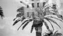 Paul Nash, ‘Black and white negative, palm tree trunks, Nice (double exposed image)’ [c.1933–4]