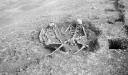 Paul Nash, ‘Black and white negative, nest of the skeletons (the last defenders of Maiden Castle)’ 1935