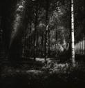 John Piper, ‘Photograph of a wooded landscape, possibly the wood at Willington, Bedfordshire’ [c.1930s–1980s]