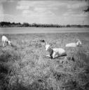 John Piper, ‘Photograph of goats on Badminton Estate in Badminton, Gloucestershire’ [c.1930s–1980s]