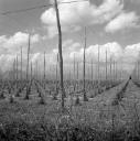 John Piper, ‘Photograph of a hop field near Horsmonden, Kent’ [c.1930s–1980s]