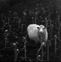 John Piper, ‘Photograph of a sheep on Romney Marsh, Kent’ [c.1930s–1980s]