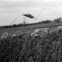 John Piper, ‘Photograph of sheep and reeds on Romney Marsh, Kent’ [c.1930s–1980s]