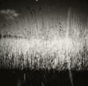 John Piper, ‘Photograph of reeds on Romney Marsh, Kent’ [c.1930s–1980s]