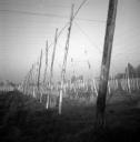 John Piper, ‘Photograph possibly showing a hop field in Kent’ [c.1930s–1980s]