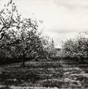 John Piper, ‘Photograph of Collier Street orchards in Kent’ [c.1930s–1980s]