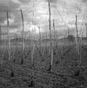 John Piper, ‘Photograph of a hop field near Goudhurst, Kent’ [c.1930s–1980s]