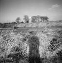 John Piper, ‘Photograph of reeds taken at Addlethorpe, Lincolnshire’ [c.1930s–1980s]