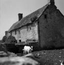 John Piper, ‘Photograph of a cow and farm building possibly in Wiltshire’ [c.1930s–1980s]