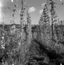 John Piper, ‘Photograph of hops in Teme Valley at Orleton, Worcestershire’ [c.1930s–1980s]