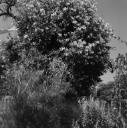 John Piper, ‘Photograph of an unidentified type of shrub, possibly taken in Derbyshire’ [c.1930s–1980s]
