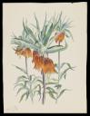 John Nash, ‘Page proof of Crown imperial (Fritillaria imperialis)’ 1948