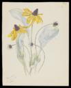 John Nash, ‘Page proof of Great coneflower (Rudbeckia maxima)’ 1948