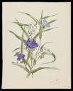 John Nash, ‘Page proof of Virginian spiderwort (Tradescantia virginica)’ 1948