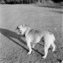 Joseph Bard, ‘Photograph of Dandy the bulldog’ [c.1935]