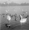 Eileen Agar, ‘Photograph of swans and ducks at the Serpentine in London’ [1930s]