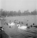 Eileen Agar, ‘Photograph of swans and ducks with Dandy the bulldog, at the Serpentine in London’ [1930s]