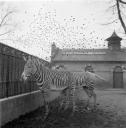 Eileen Agar, ‘Photograph of zebras at a zoo’ [1930s]