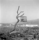 Eileen Agar, ‘Photograph entitled, ‘The caged bird’’ 1952–6