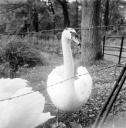 Eileen Agar, ‘Photograph of swans behind a fence’ 1940